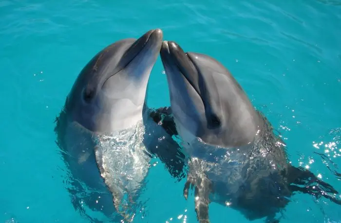 Caratteristiche Occhi Delfini