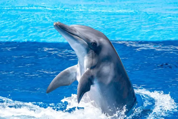 Caratteristiche Occhi Delfini