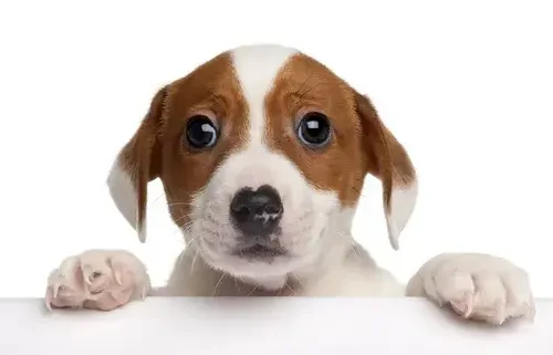 Visione del cane e dell'uomo