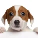 Visione del cane e dell'uomo