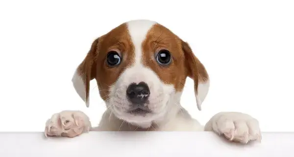 Visione del cane e dell'uomo