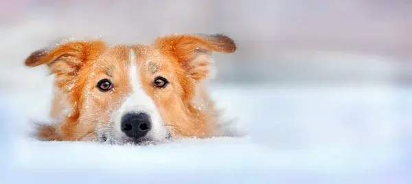 Visione del cane